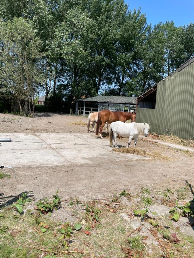 Bed and Breakfast The Horse Farm Garnwerd Экстерьер фото